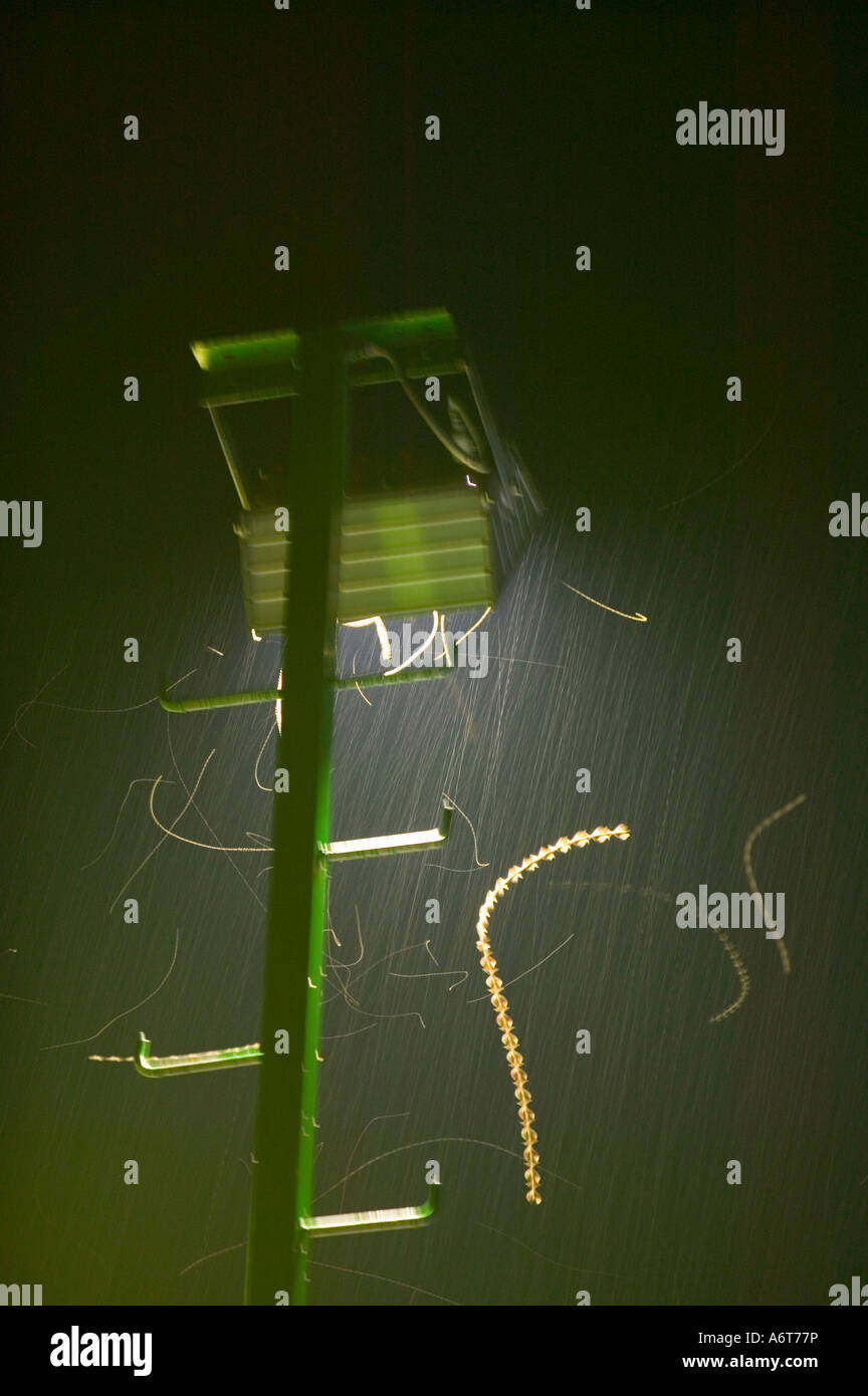 Papillons de nuit attirés par une lumière dans la pluie, les Fidji Banque D'Images