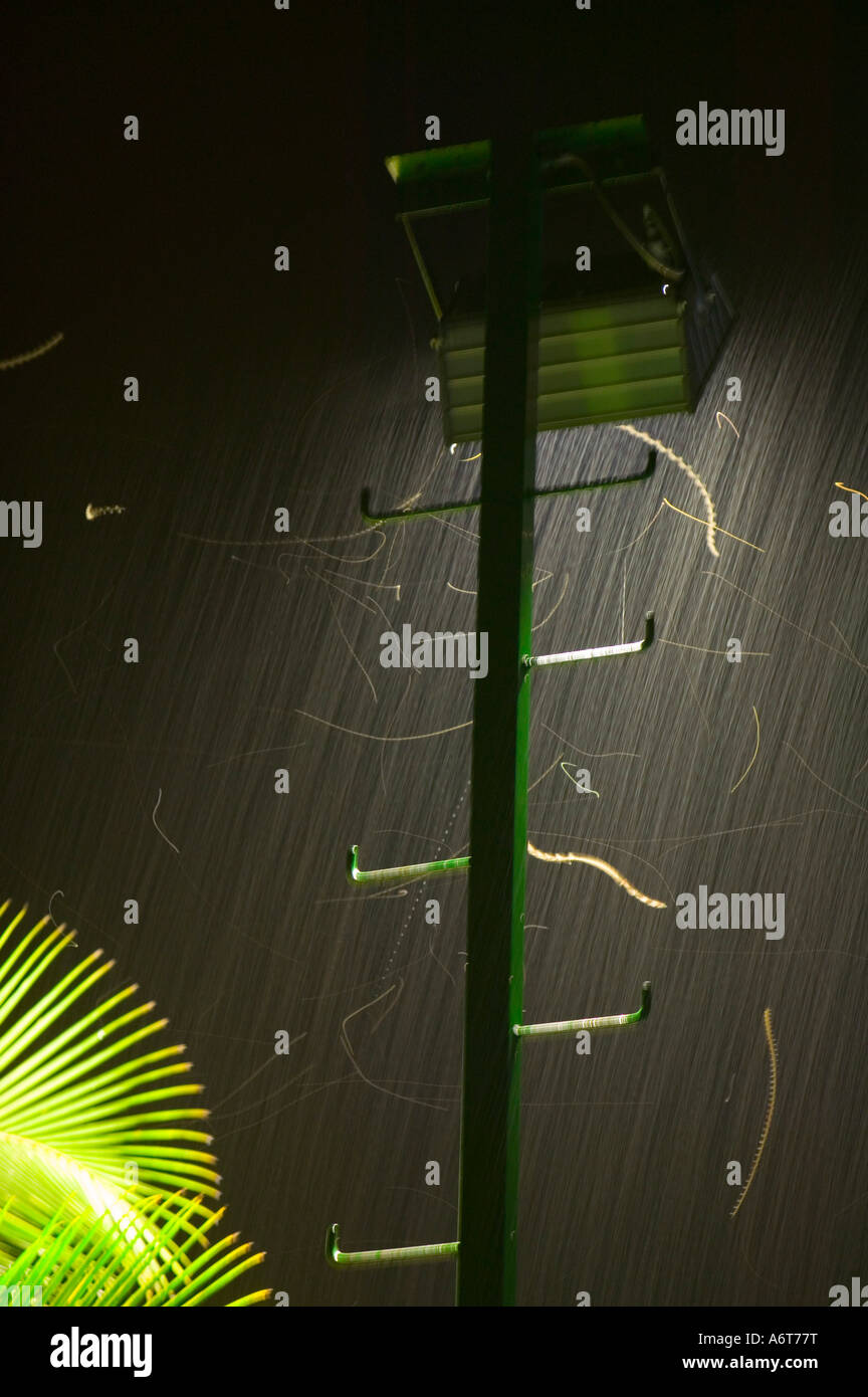 Papillons de nuit attirés par une lumière dans la pluie, les Fidji Banque D'Images