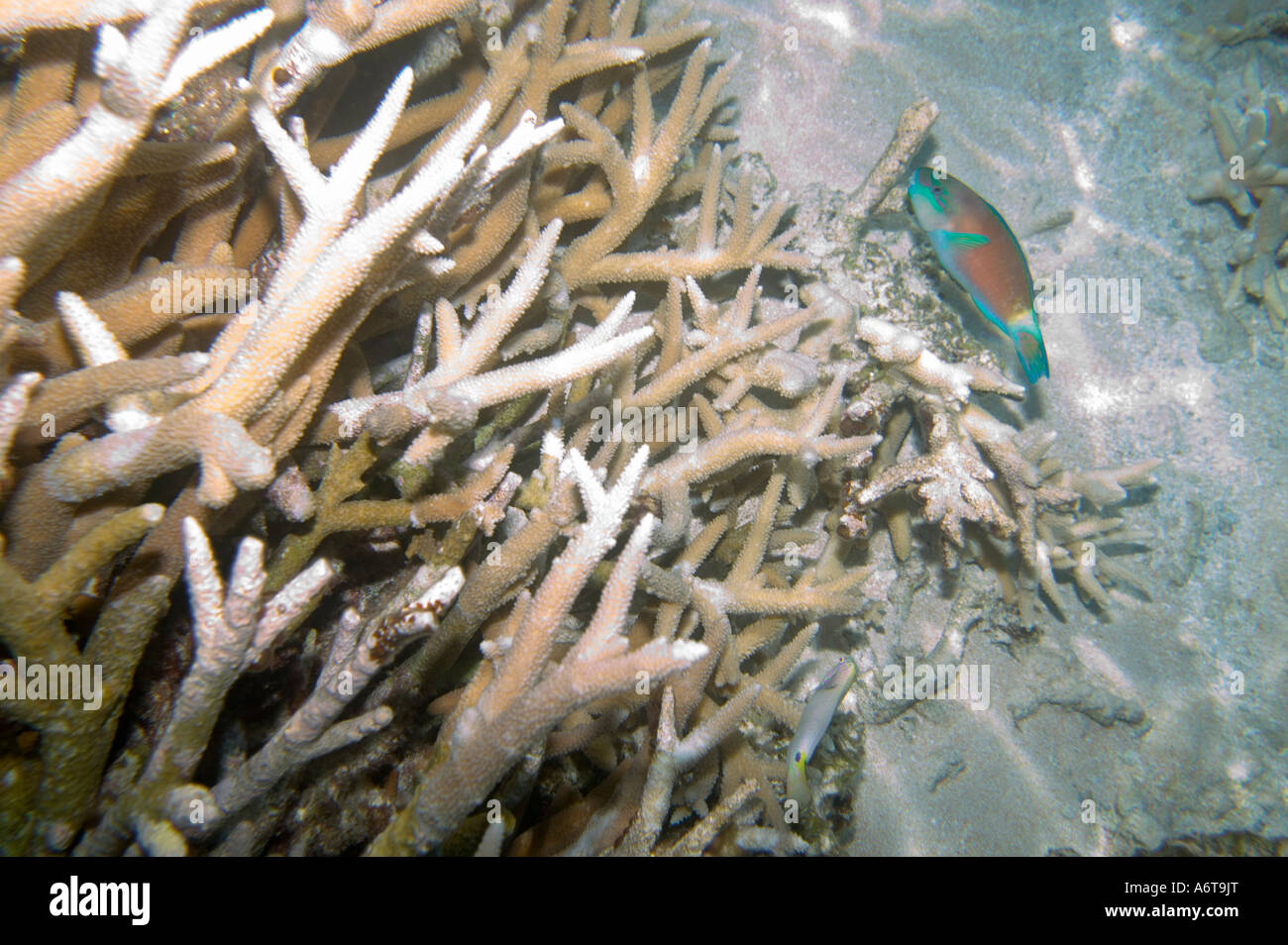 Les récifs coralliens au large de Funafuti commencent à montrer des signes de décoloration du corail en raison du réchauffement de la mer induite par l'augmentation de température Banque D'Images