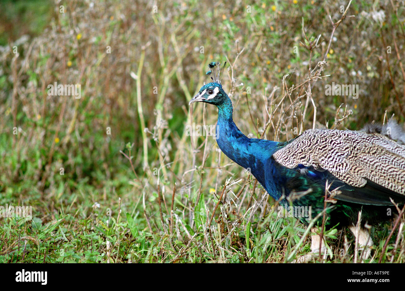 Un paon sauvage dans la campagne anglaise Banque D'Images