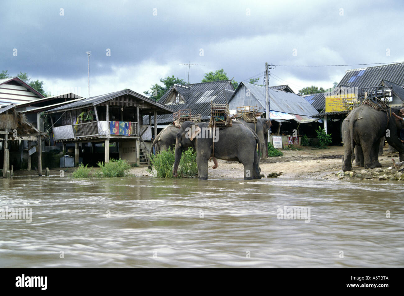 Voir des éléphants à Mae Salak (un village Lahu) de la rivière Mae Nam Kok Thaïlande Banque D'Images