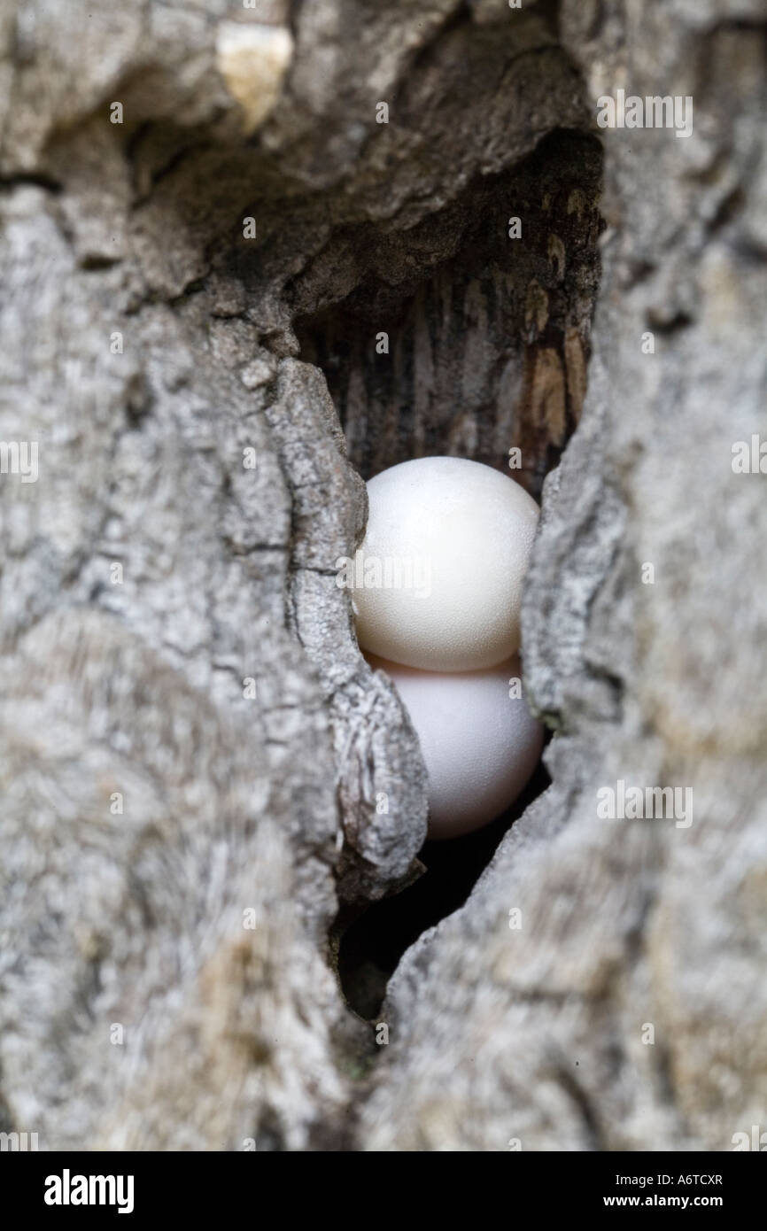 Les œufs placés dans Gecko palm tree bark Banque D'Images