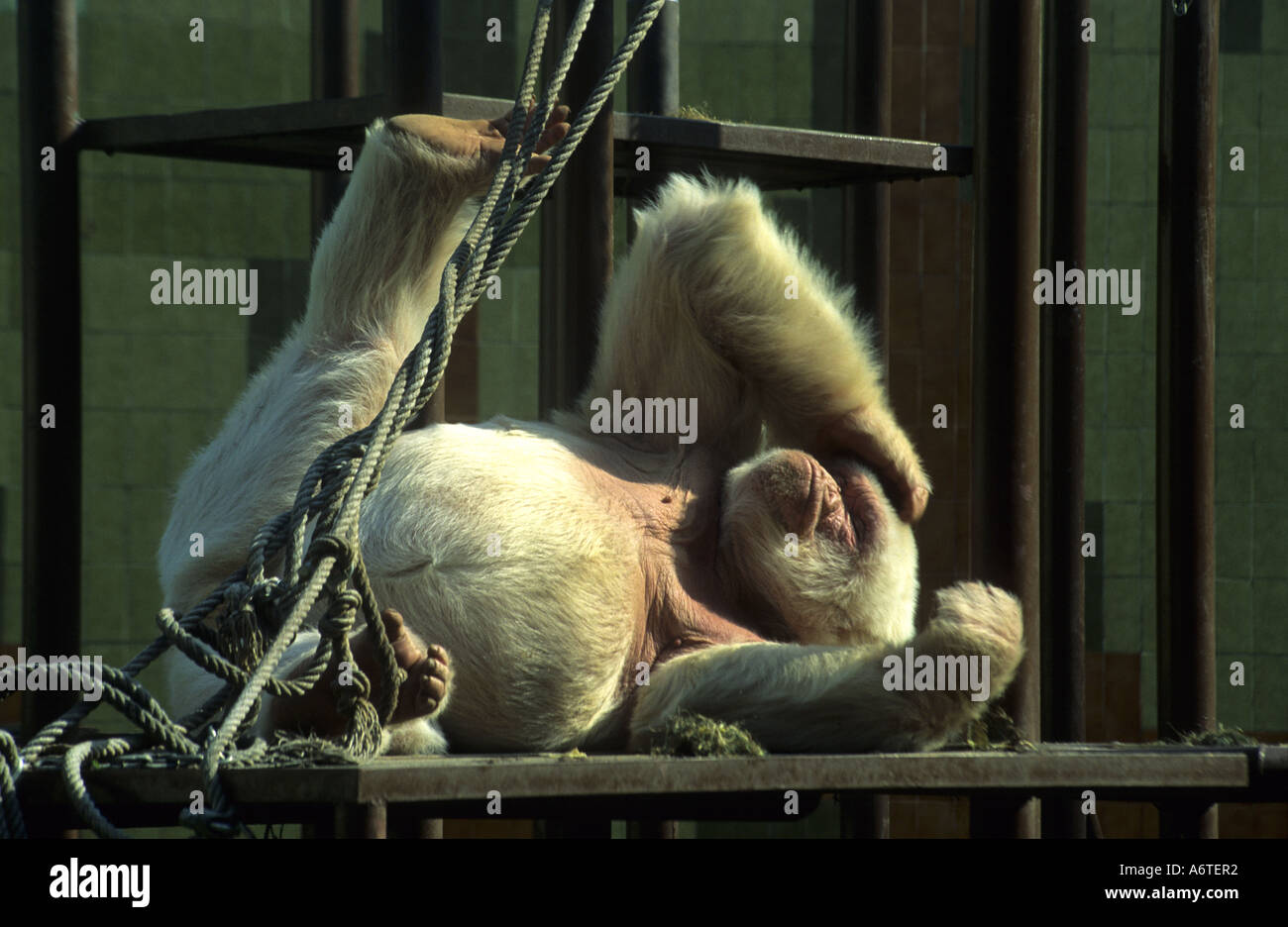 Backstage ou Floquet de neu Snowflake le seul gorille d'albine dans le monde le zoo de Barcelone Espagne Banque D'Images