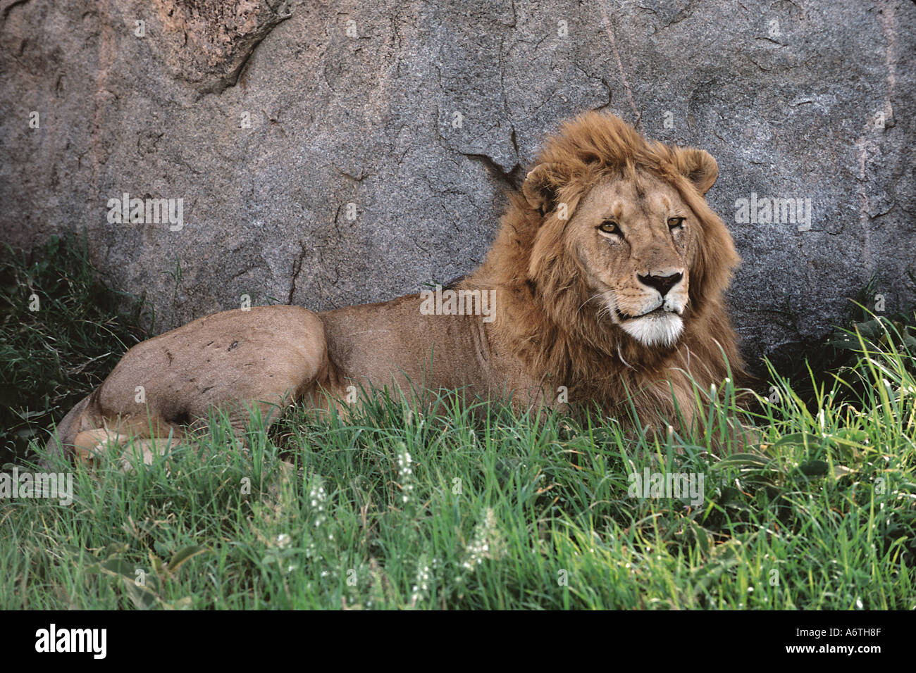 L'Afrique, Tanzanie,, Ndutu Ngorongoro Conservation Area, homme African Lion, Panthera leo Banque D'Images