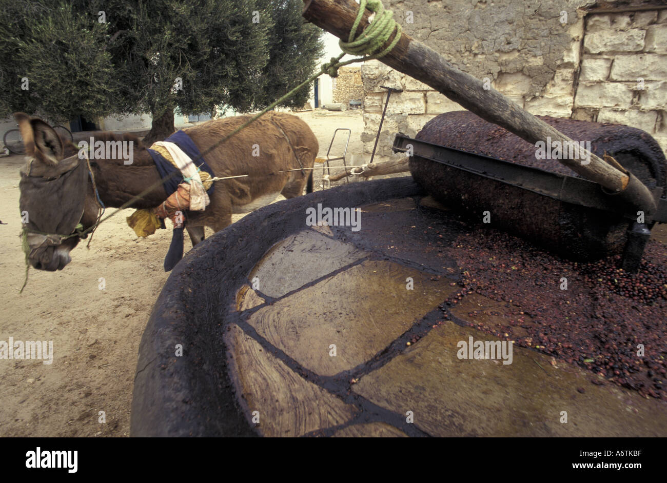 L'Afrique, la Tunisie, les îles Kerkennah. Âne déplace la roue de pierre, à l'écrasement en pâte d'olives et d'extraire du pétrole Banque D'Images