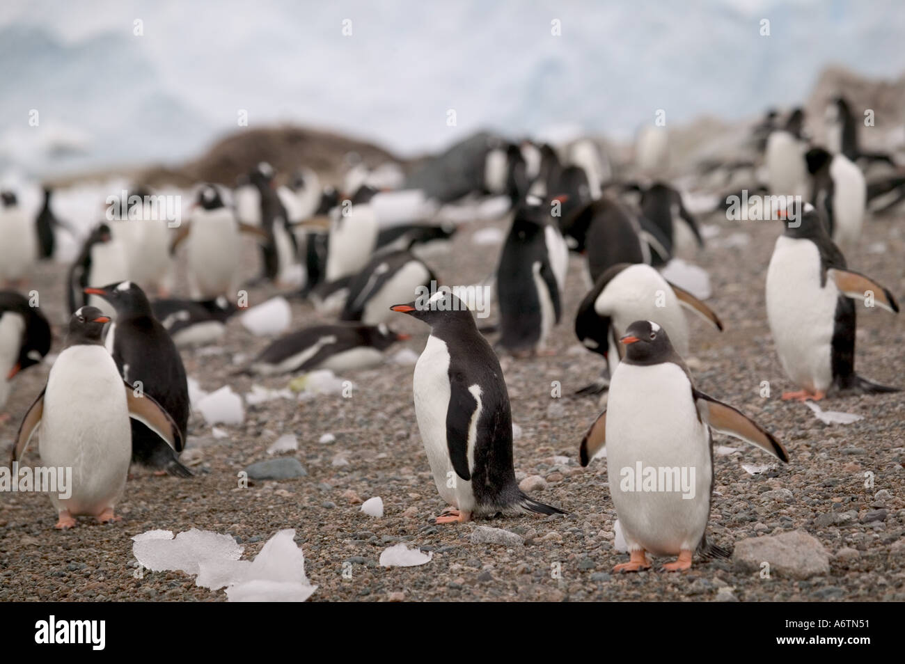 Manchots Pygoscelis papua sur la rive et la vue de la nidification, de l'Antarctique Nord Neko Harbour Banque D'Images