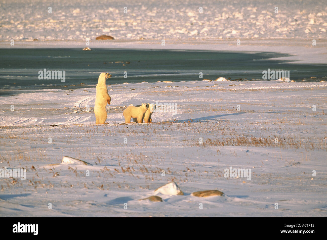 L'ours polaire, Urus maritimus, arctique, Churchill, Manitoba, Canada, la baie d'Hudson, mère d'oursons Banque D'Images