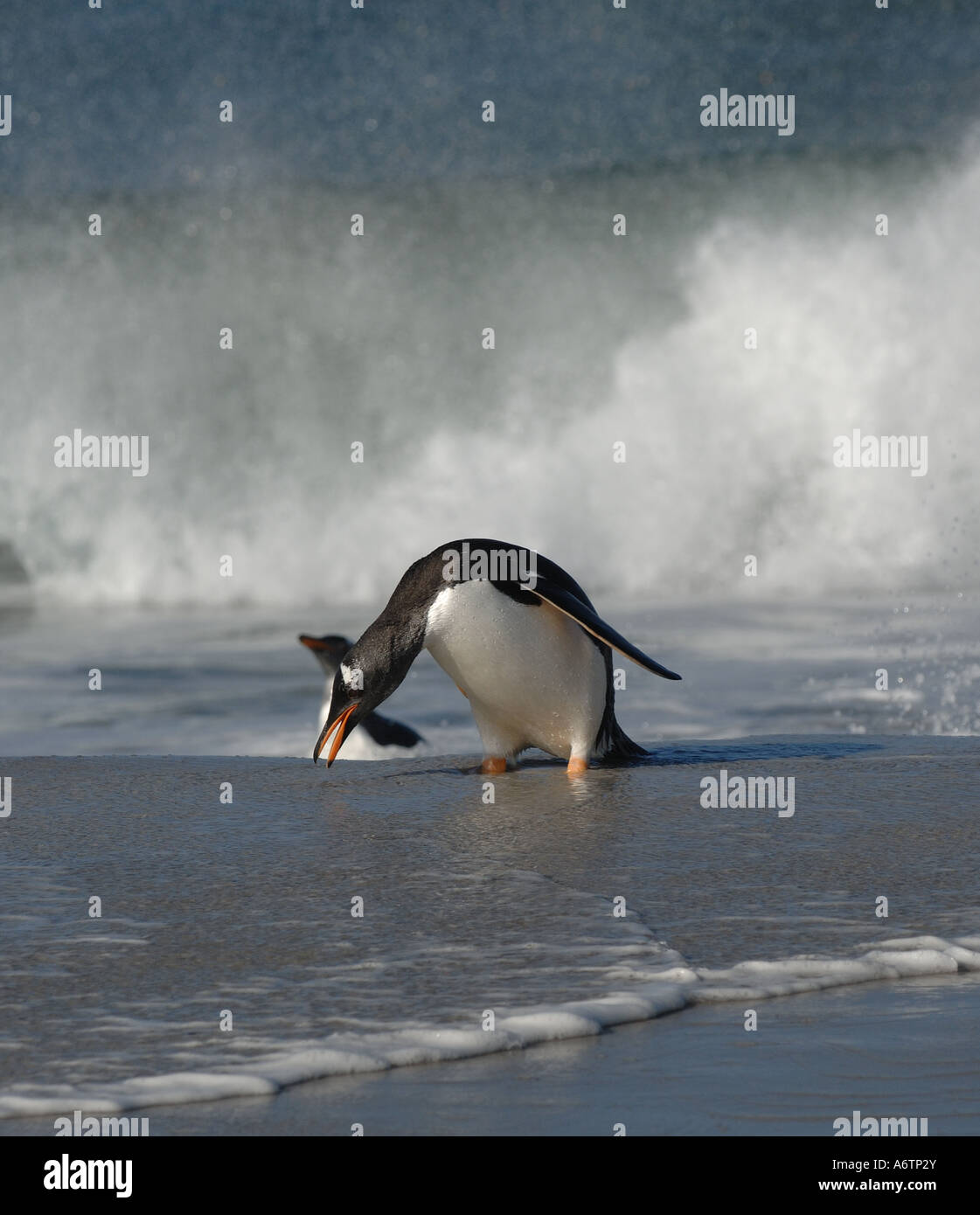 Une Gentoo pingouin revient d'un voyage de pêche sur l'île de Sea Lion, Îles Falkland, l'Atlantique Sud Banque D'Images