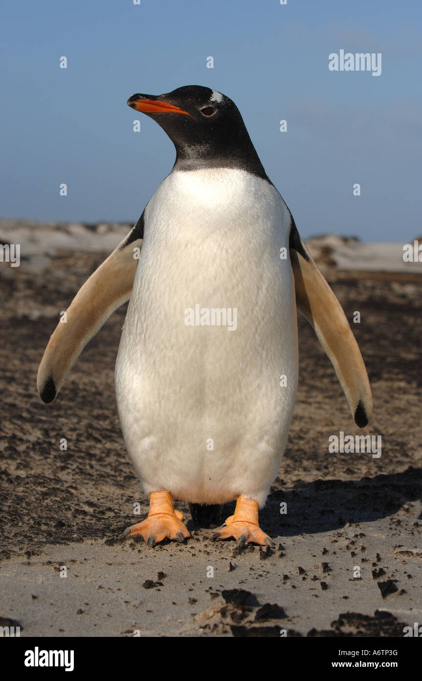 Gentoo pingouin sur l'île de Sea Lion, Îles Falkland, l'Atlantique Sud Banque D'Images