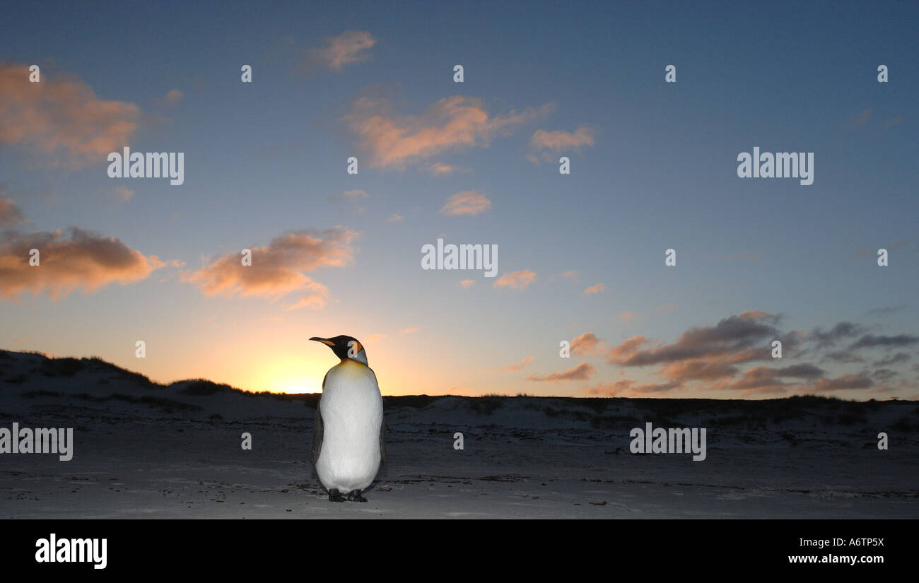 Un roi isolé Penguin au Surf Bay, Îles Falkland, l'Atlantique Sud Banque D'Images