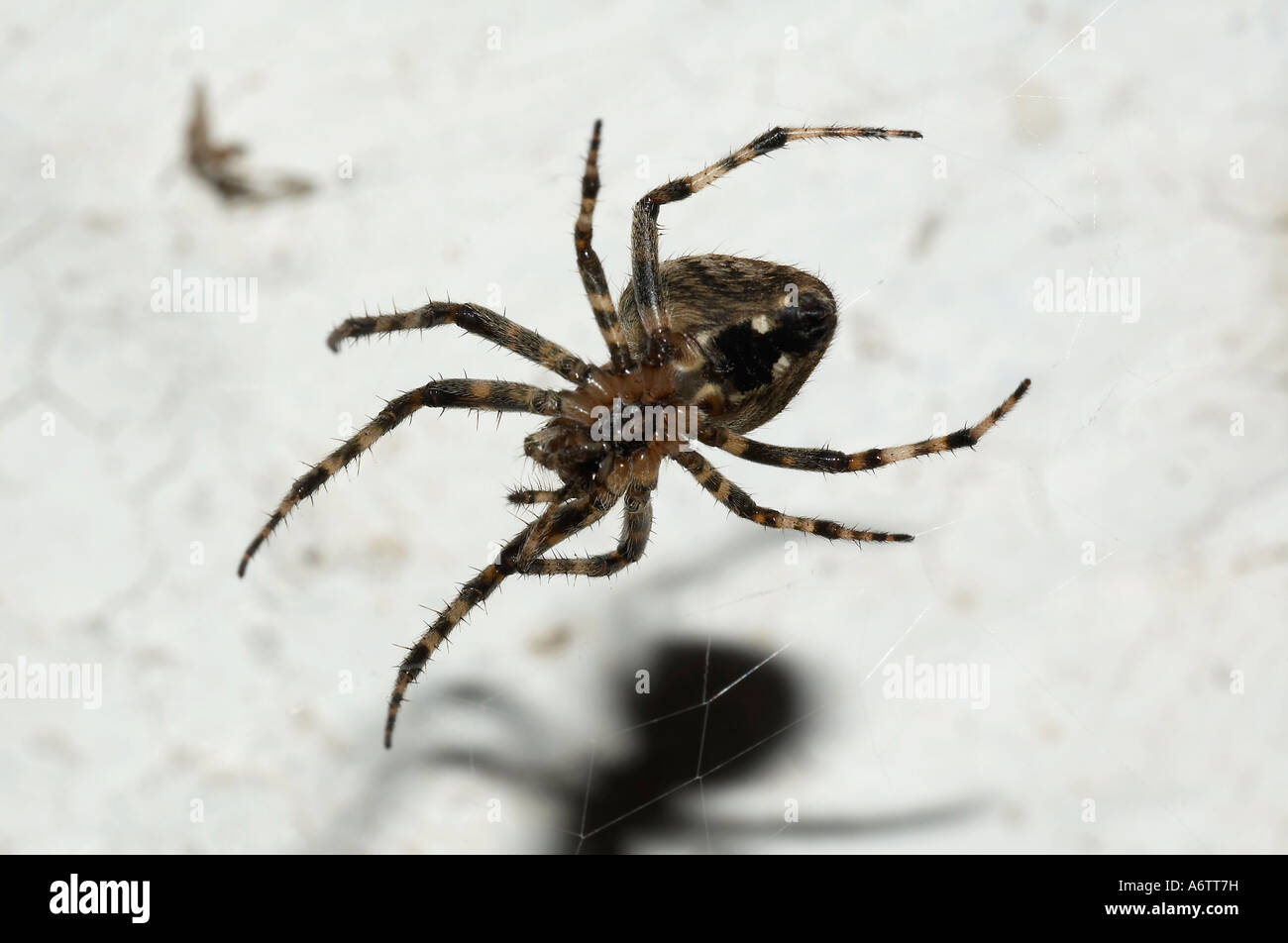 Toile araignée. Vue ventrale. Localité : Coorg (Kodagu) Karnataka, Inde Banque D'Images