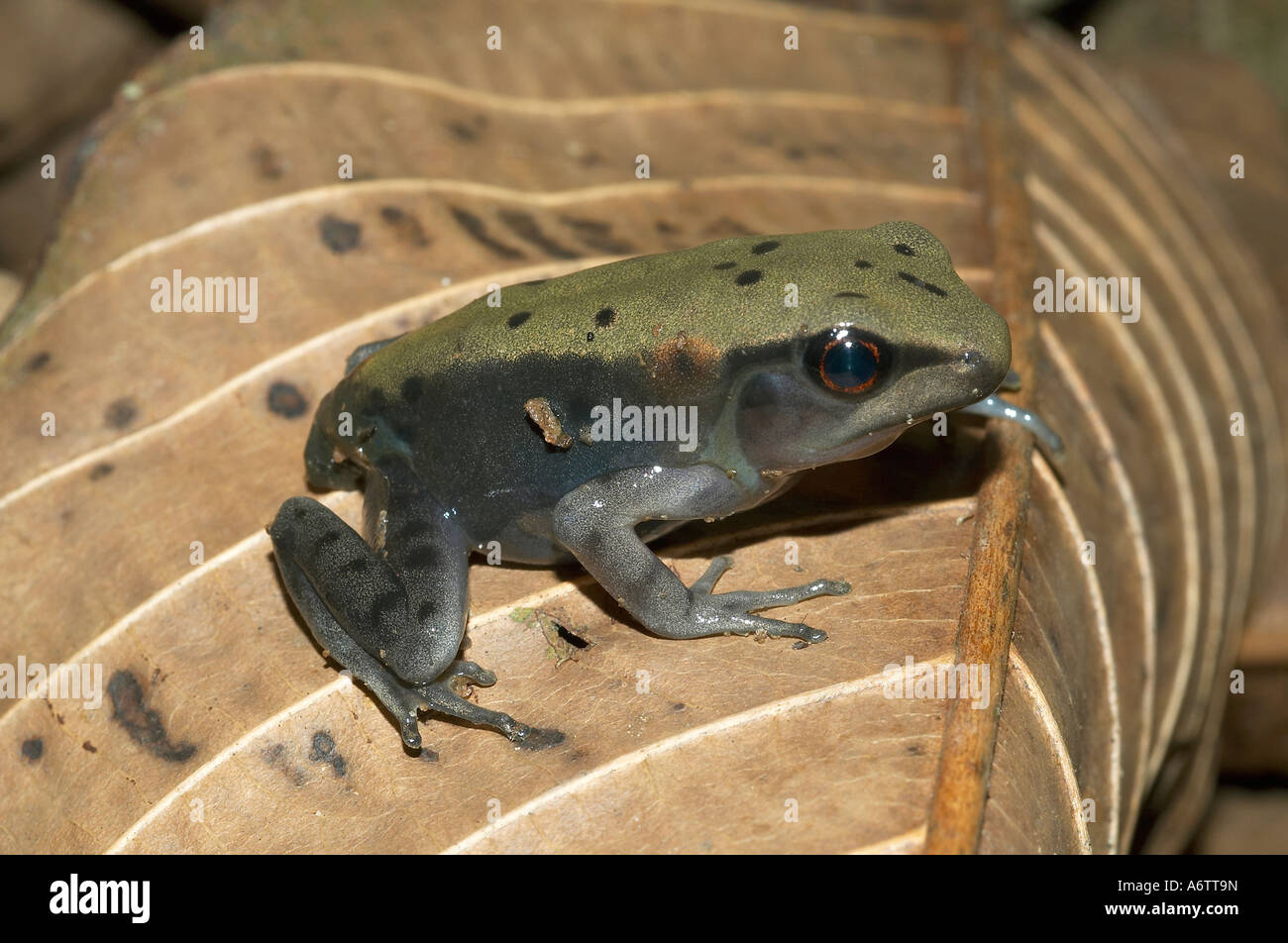Grenouillette avec moignon de queue. Localité : Coorg (Kodagu) Karnataka, Inde Banque D'Images