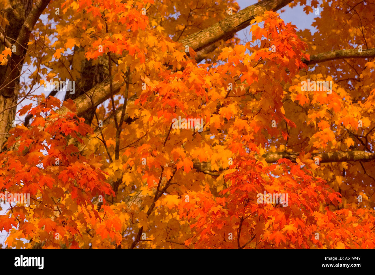 Automne feuilles orange vif feuillage automne automne automne changement profond feuilles orange lumineux couleurs automne feuillage changer su horizontal Banque D'Images