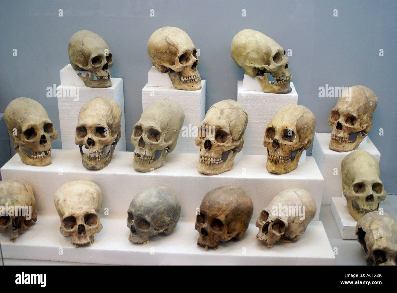 Les crânes déformés, découvert dans les temples Tihuanaku, Bolivie Banque D'Images