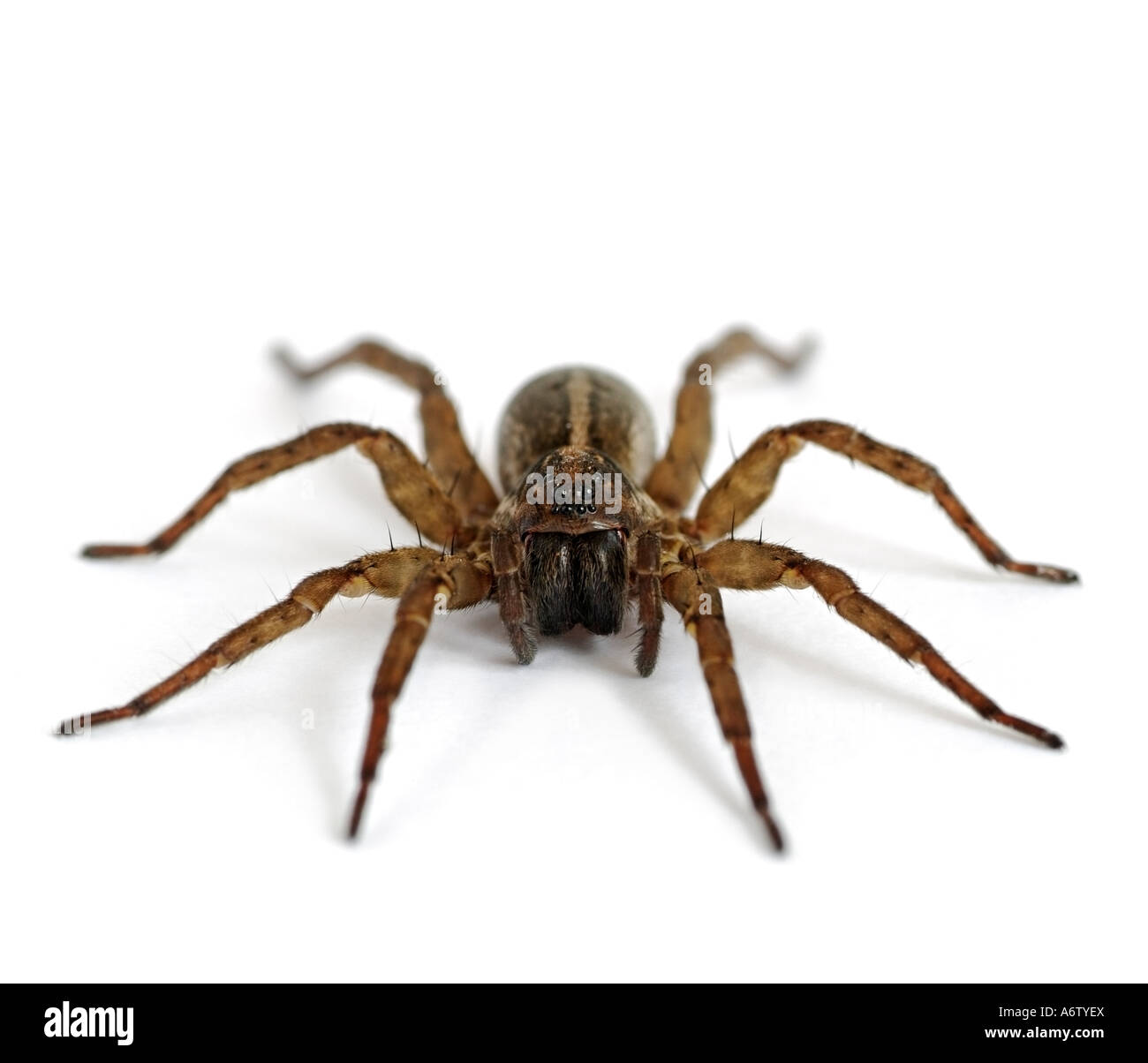 Araignée sur un fond blanc Banque D'Images