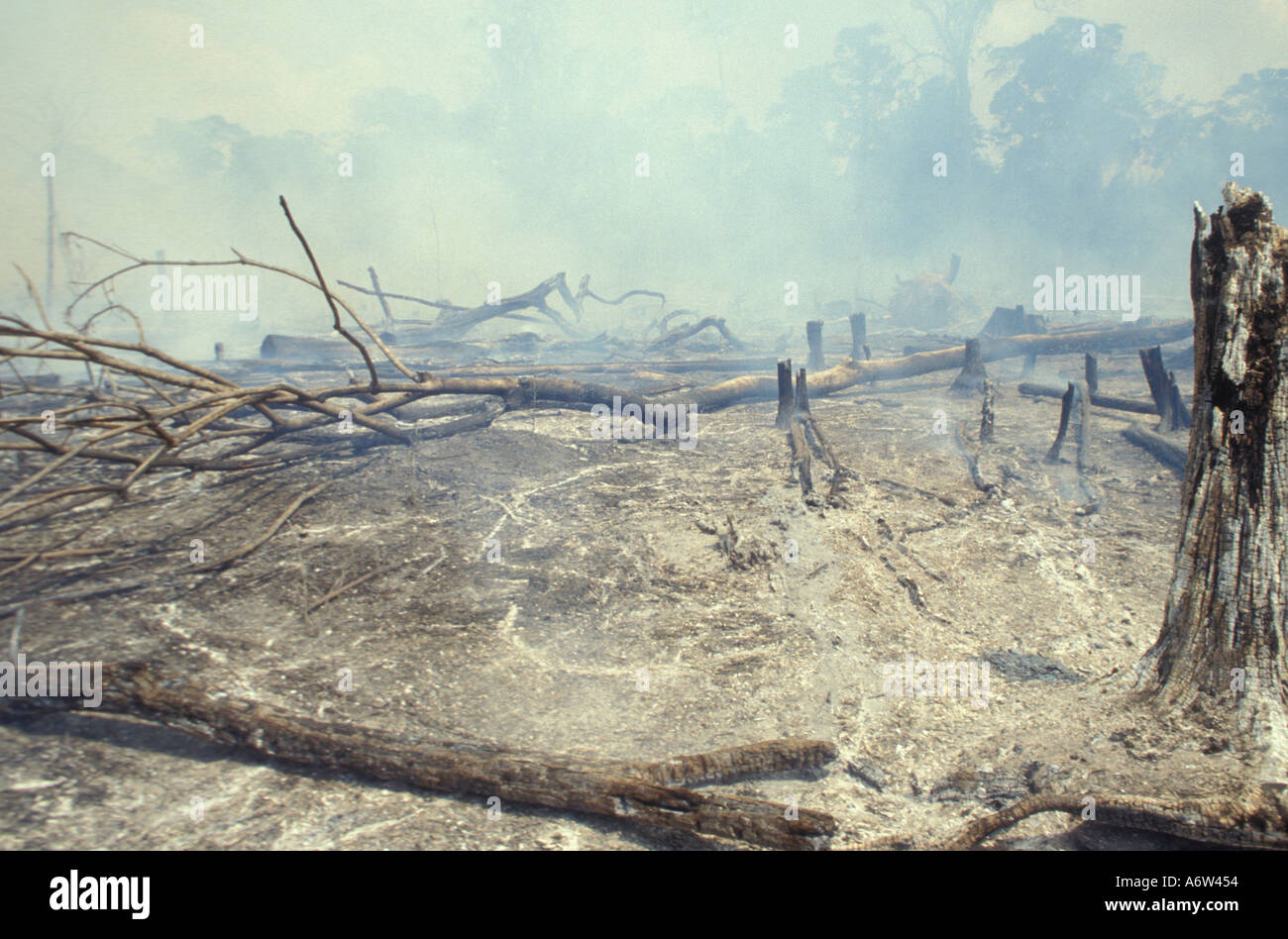 La combustion de la forêt amazonienne, la déforestation pour l'élevage de bovins dans l'état d'Acre, au Brésil. Banque D'Images