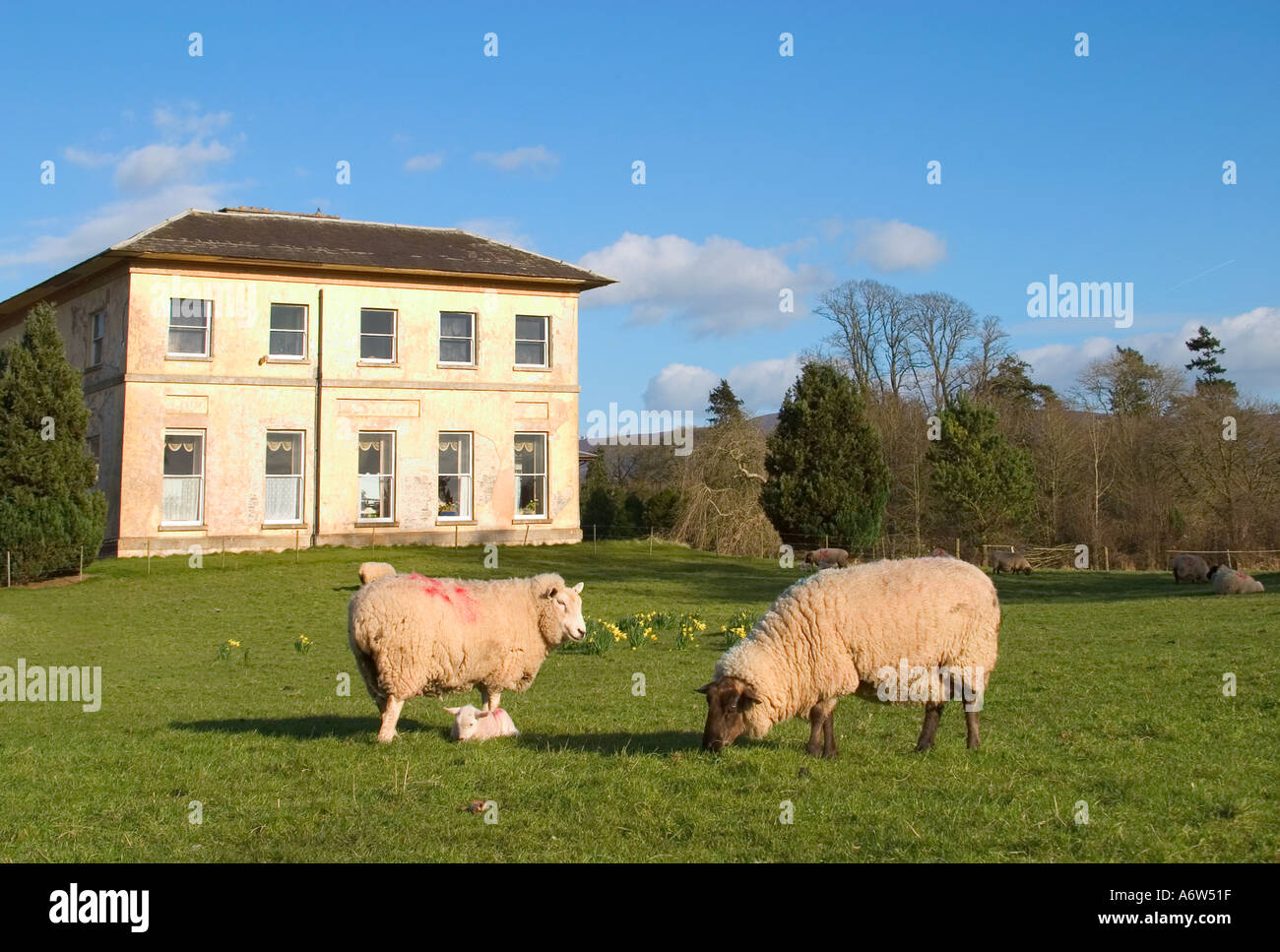 Country house et le pâturage des moutons en Irlande tipperary co printemps Banque D'Images