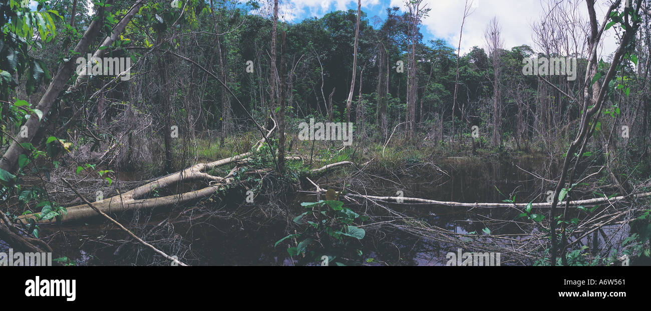 La déforestation dans la forêt tropicale atlantique la dégradation de l'écartement de la forêt tropicale Banque D'Images