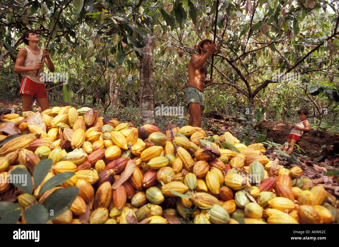 Travail familial dans la plantation de cacao, traditions culturelles du sud-est de l'État de Bahia, Brésil. Banque D'Images Travail familial dans la plantation de cacao, traditions culturelles du sud-est de l'État de Bahia, Brésil. Banque D'Images