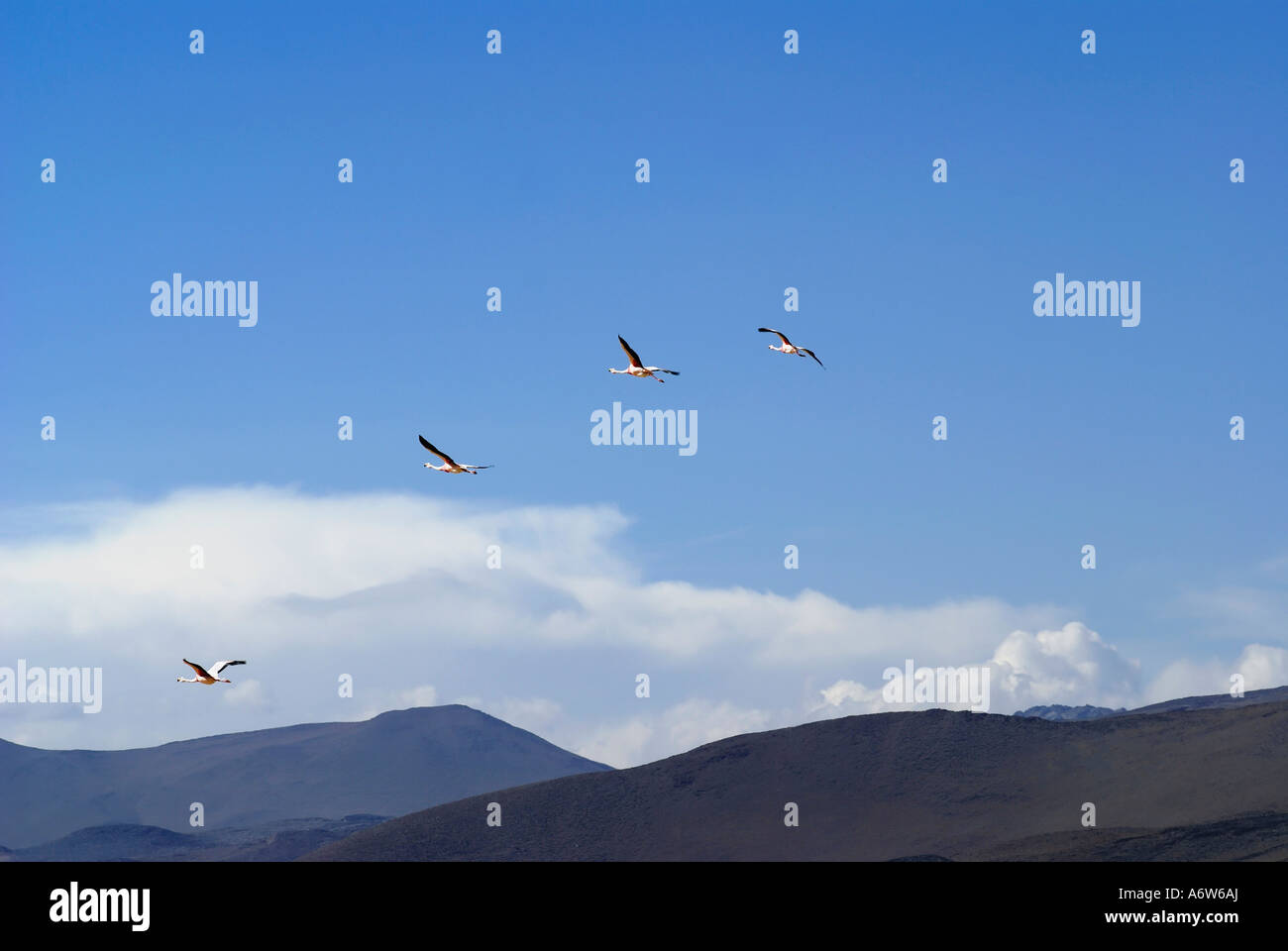 Les flamands des Andes (Phoenicopterus andinus) flying Banque D'Images