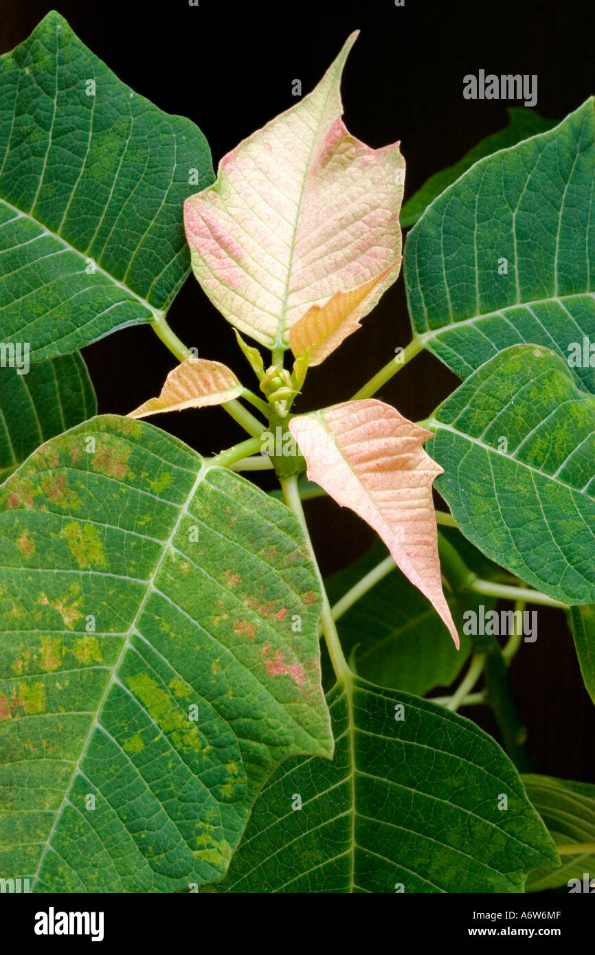 EUPHORBIA PULCHERRIMA (poinsettia) Banque D'Images
