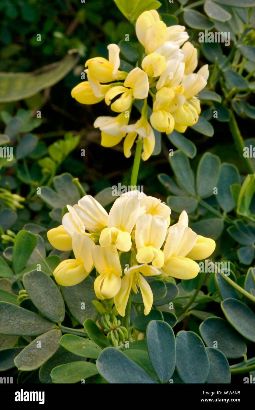 CORONILLA VALENTINA SUBSP. GLAUCA Banque D'Images