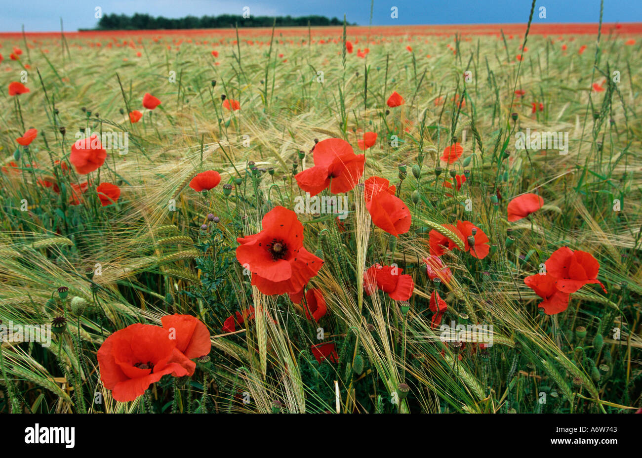 Coquelicots dans l'orge Newmarket Suffolk UK Banque D'Images