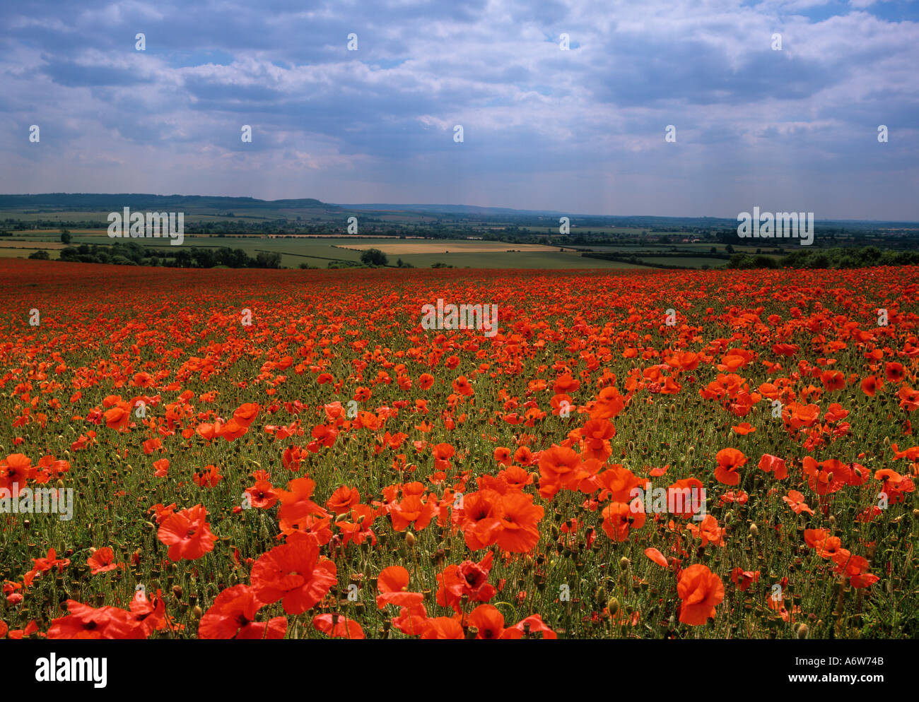 Coquelicots de champ rhoeas de Papaver dans le pré Chilterns Buckinghamshire UK juin Banque D'Images