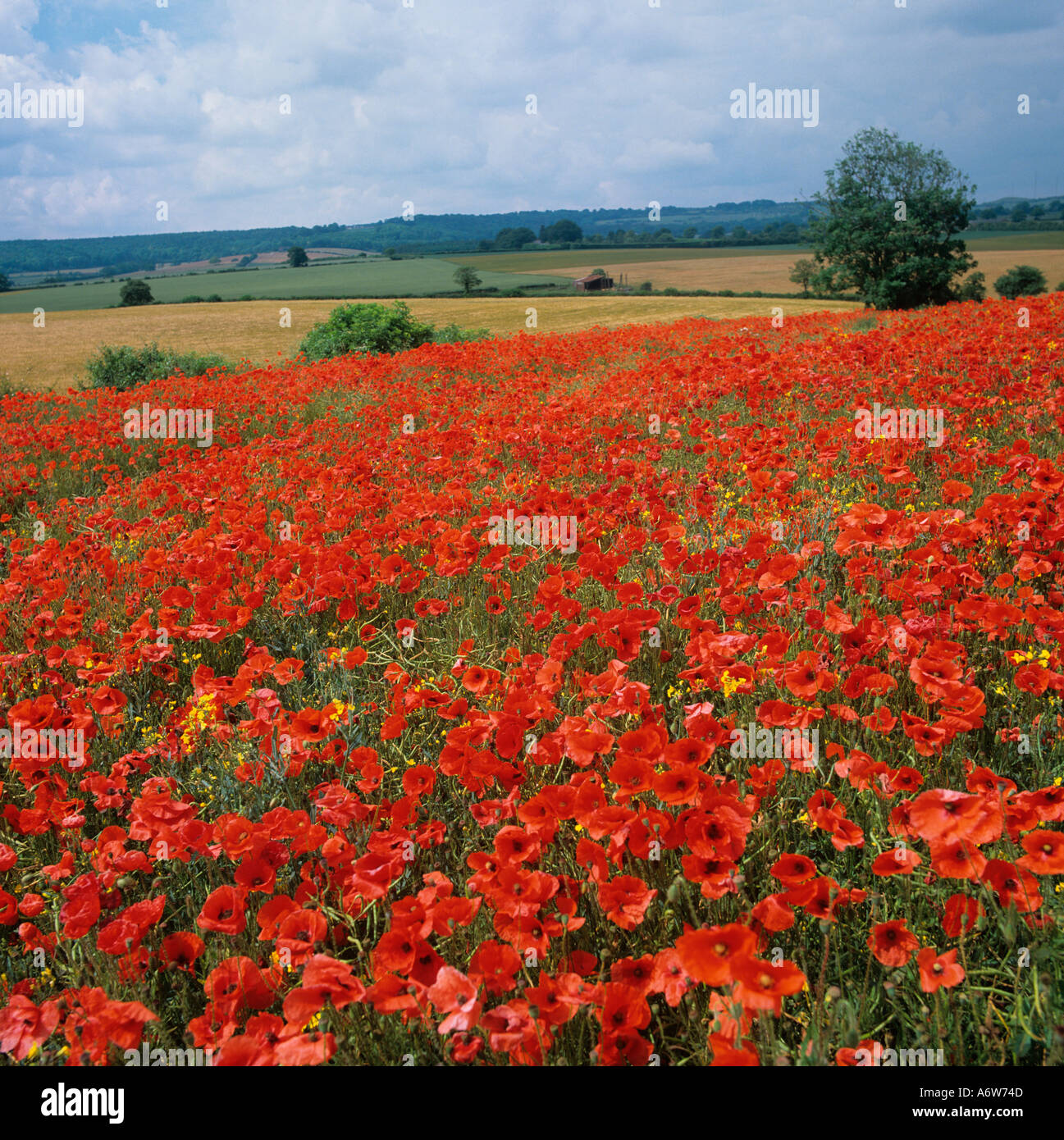 Coquelicots de champ rhoeas de Papaver dans le pré Chilterns Buckinghamshire UK juin Banque D'Images
