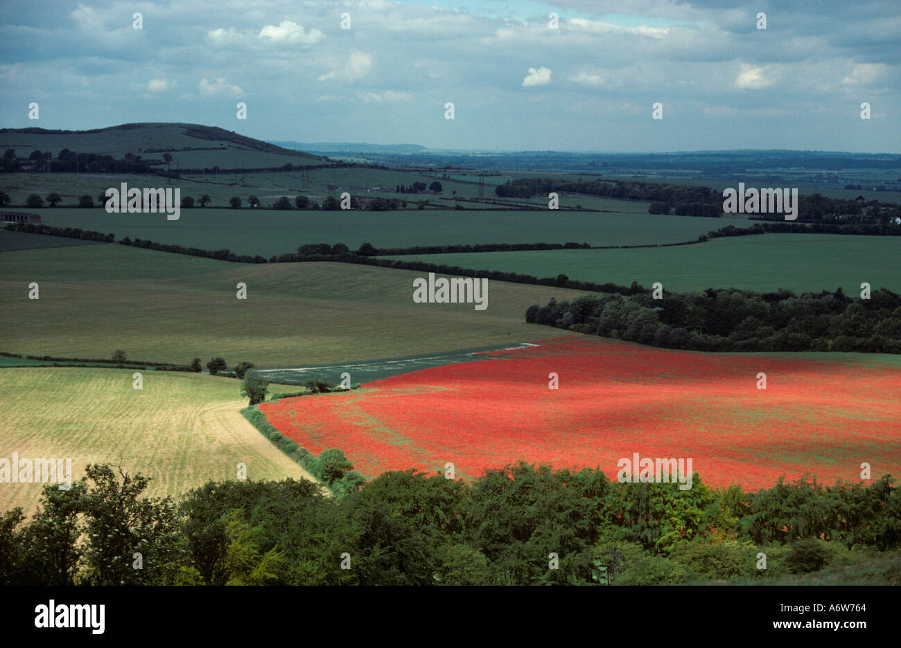 Chilterns coquelicots lits Whipsnade UK Juillet Banque D'Images