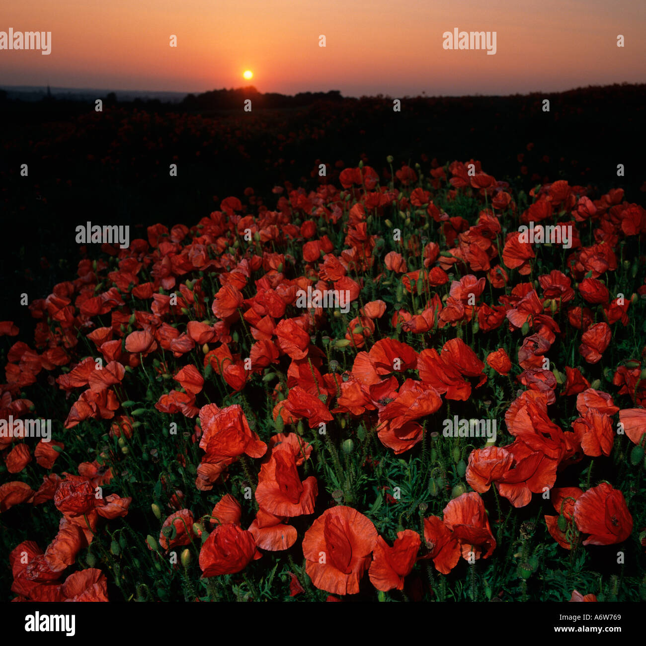 Coquelicots de champ rhoeas de Papaver dans le pré de fleurs sauvages Chilterns Buckinghamshire UK juin Banque D'Images