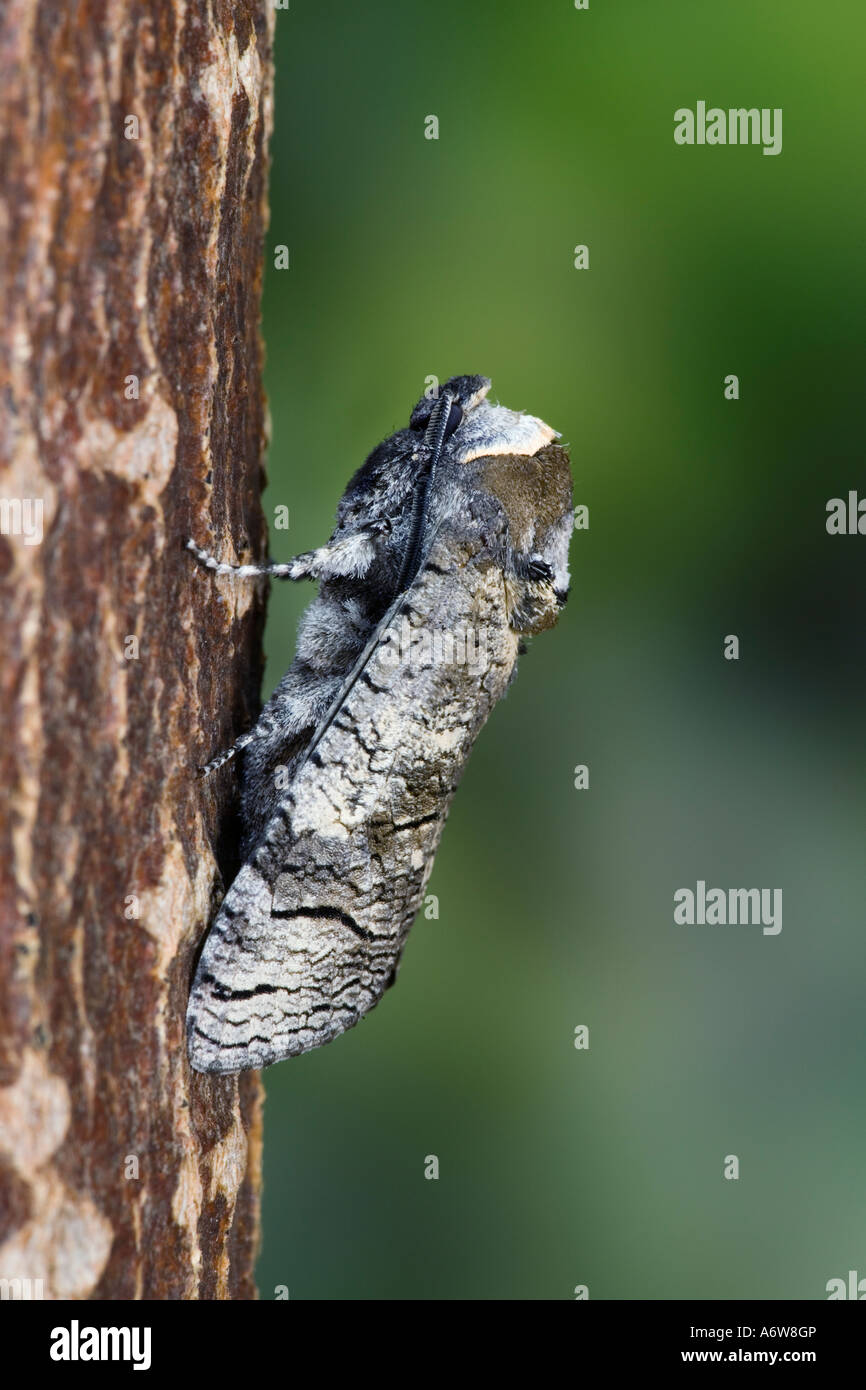 Espèce de chèvre cossus Cossus sujets sat sur tronc d'arbre avec un joli fond flou Bedfordshire Potton Banque D'Images