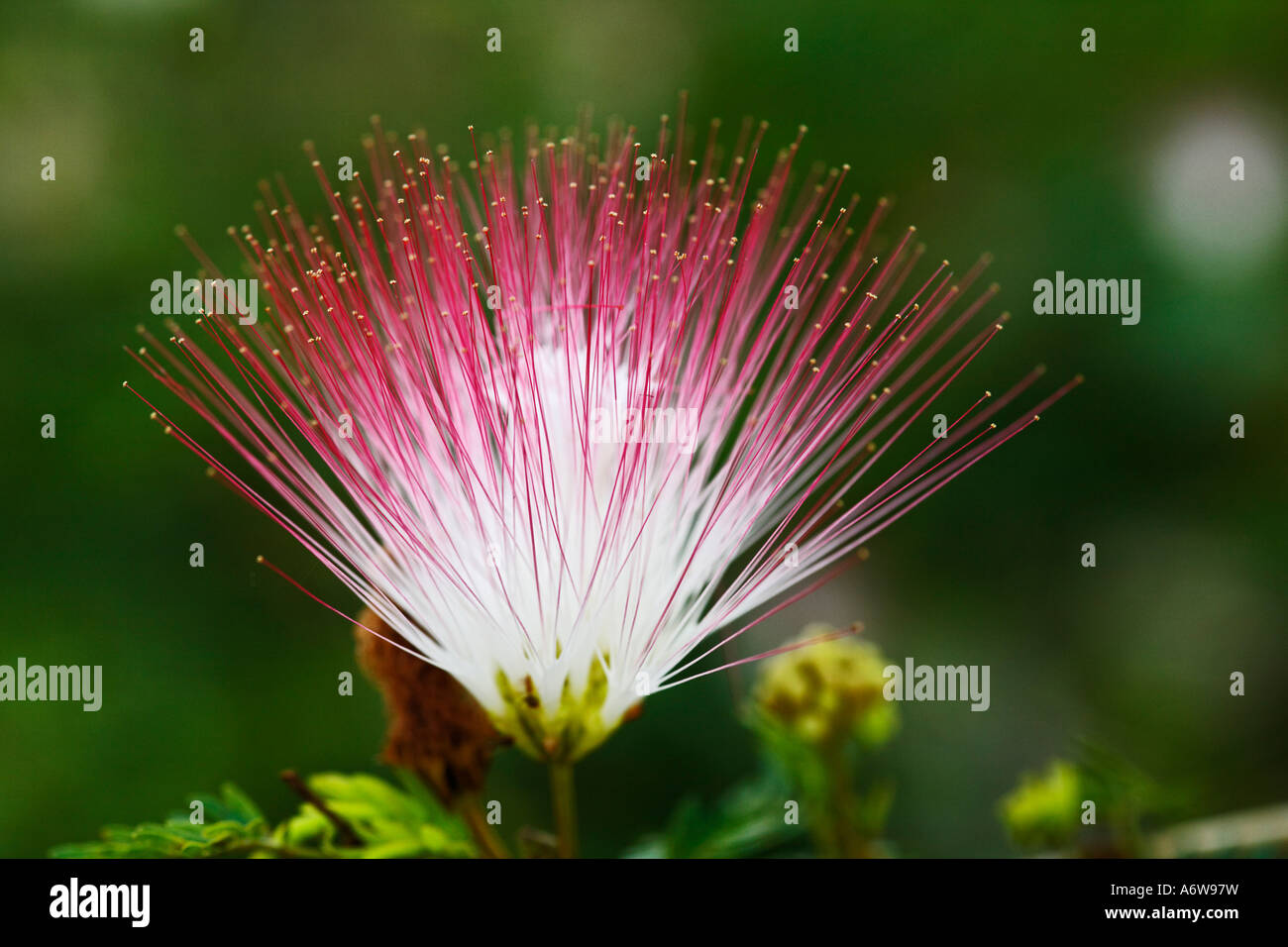 Blossom de momosa (Mimosa), Loksado, South-Kalimantan, Bornéo, Indonésie Banque D'Images