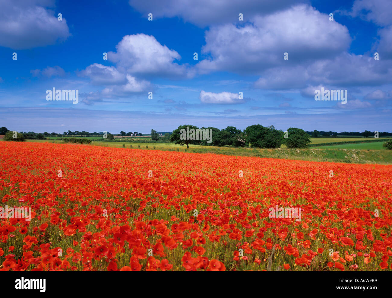 Field Poppies Papaver rhoeas Norfolk UK juillet Banque D'Images