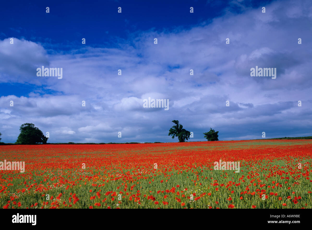 Coquelicots Papaver rhoeas North Norfolk UK Juillet Banque D'Images