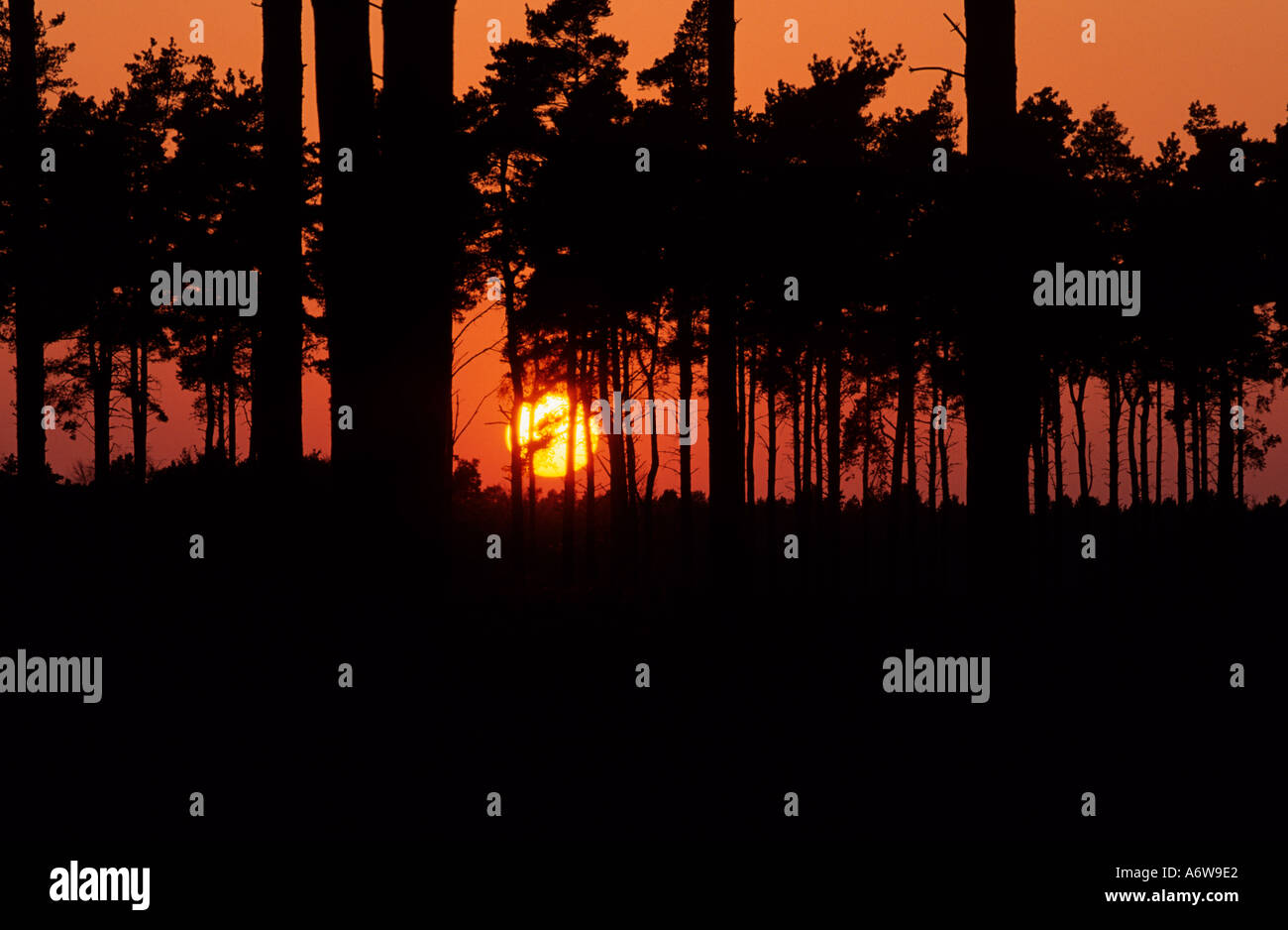 Le pin sylvestre Pinus sylvestris au coucher du soleil l'hiver Banque D'Images