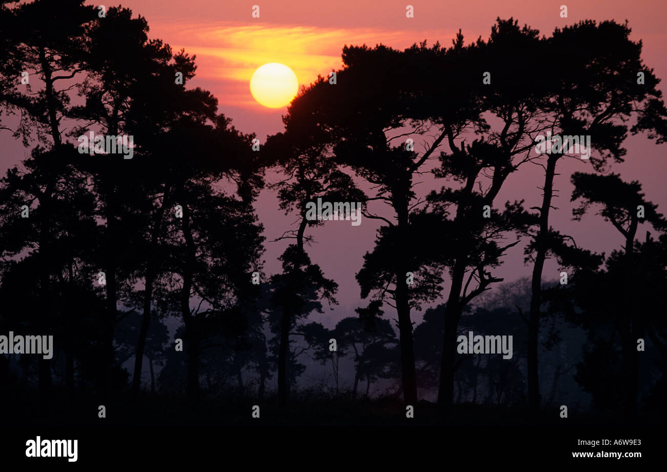 Le pin sylvestre Pinus sylvestris au coucher du soleil, la forêt de Thetford Norfolk Breckland UK Winter Banque D'Images
