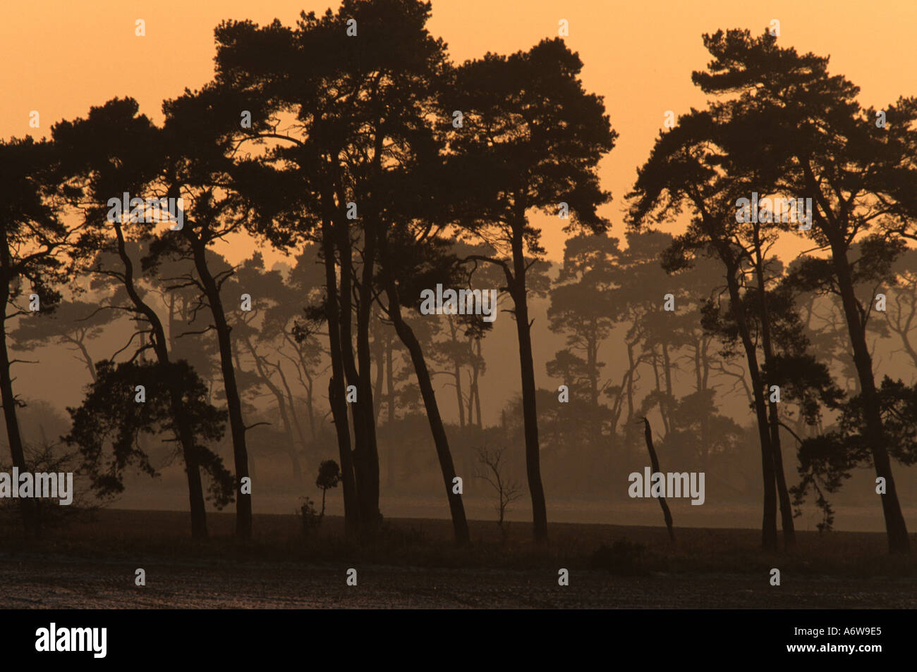 Le pin sylvestre Pinus sylvestris au coucher du soleil l'hiver Banque D'Images