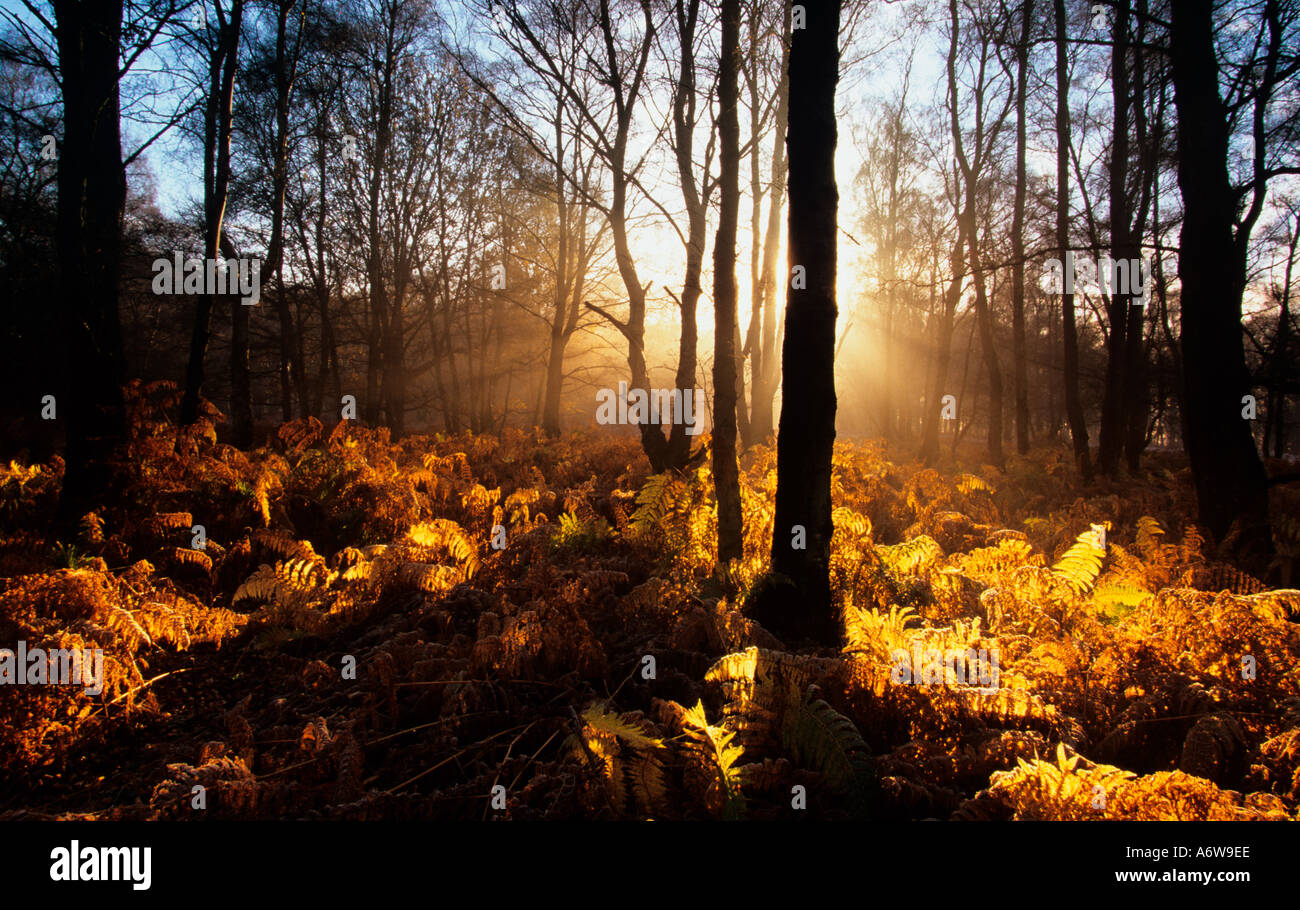 Bouleau blanc Betula pendula Woods à l'aube d'automne Banque D'Images