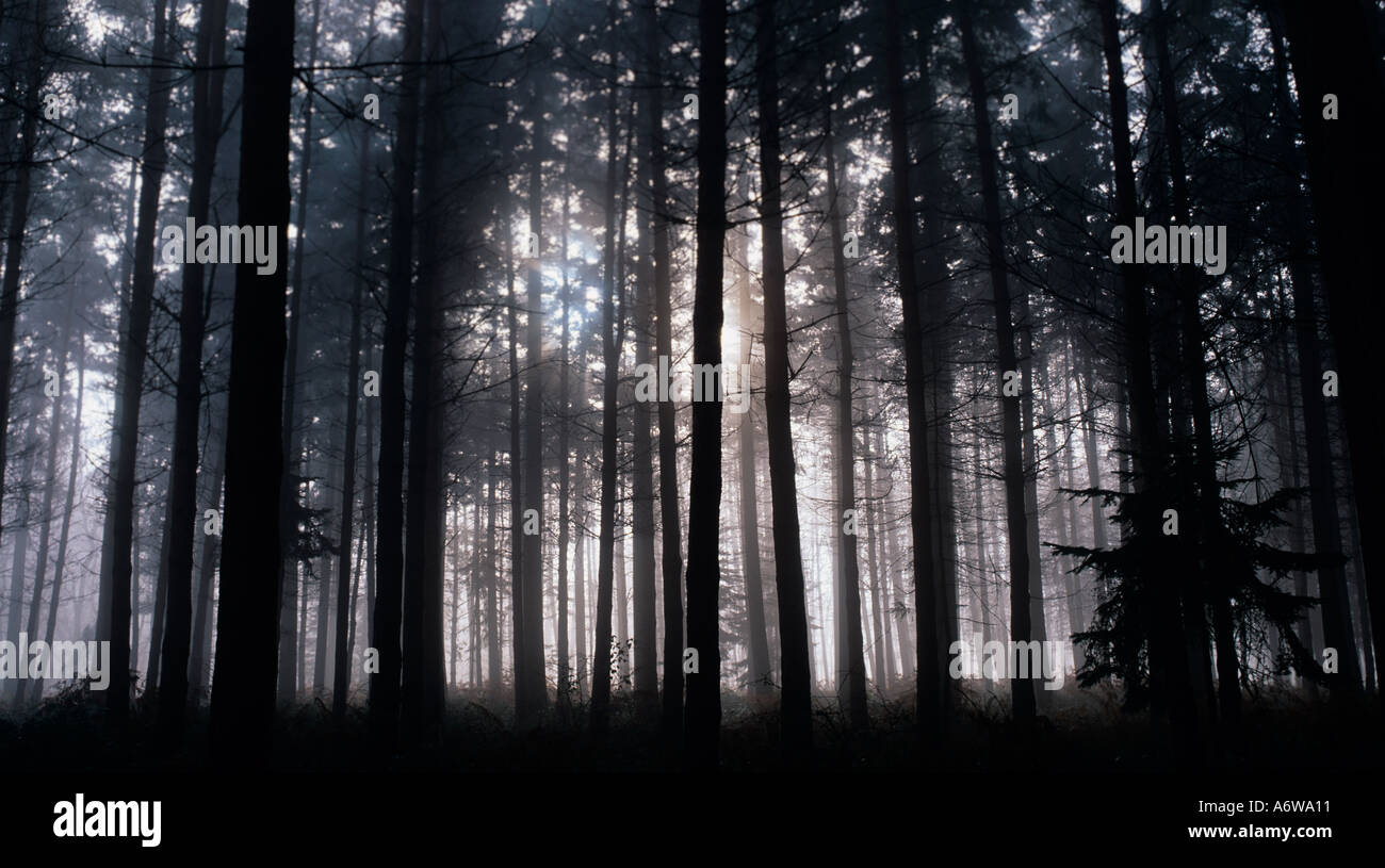 Winter Forest Berkhamsted Herts UK Banque D'Images