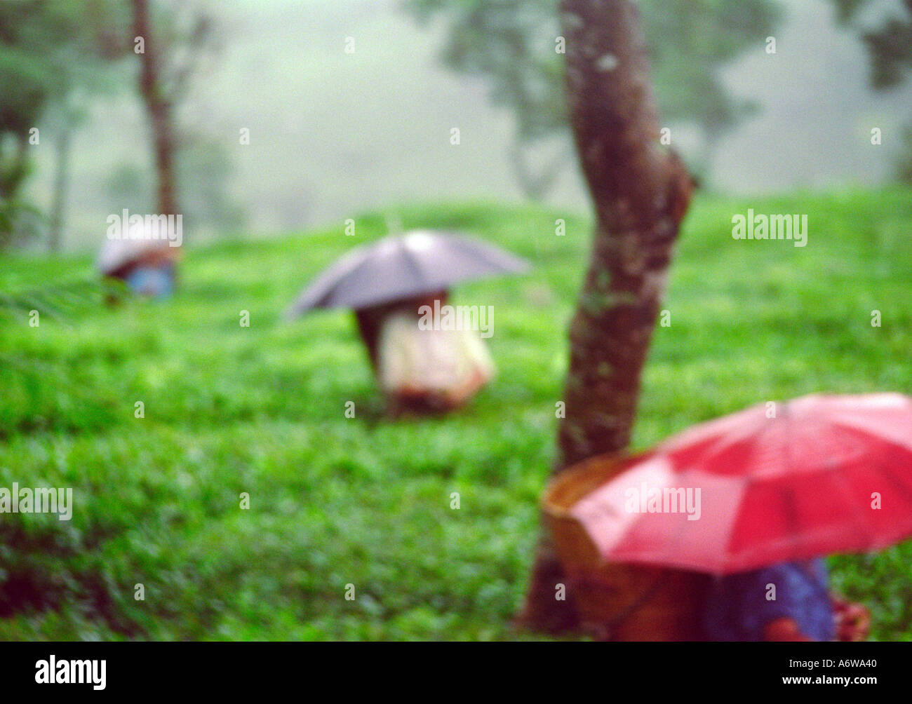 Women picking plateau sous la pluie l'Inde Darjeerling Banque D'Images