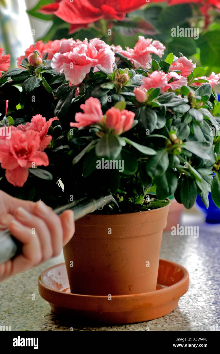 RHODODENDRON INDICUM (CULTIVAR) azalée d'INTÉRIEUR Banque D'Images
