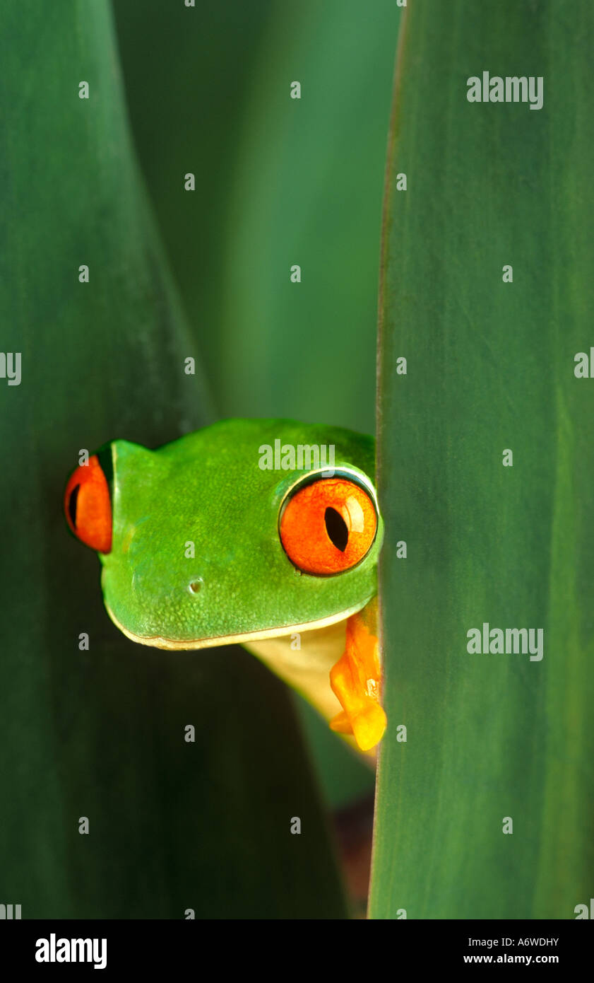 Red eyed tree frog Banque D'Images