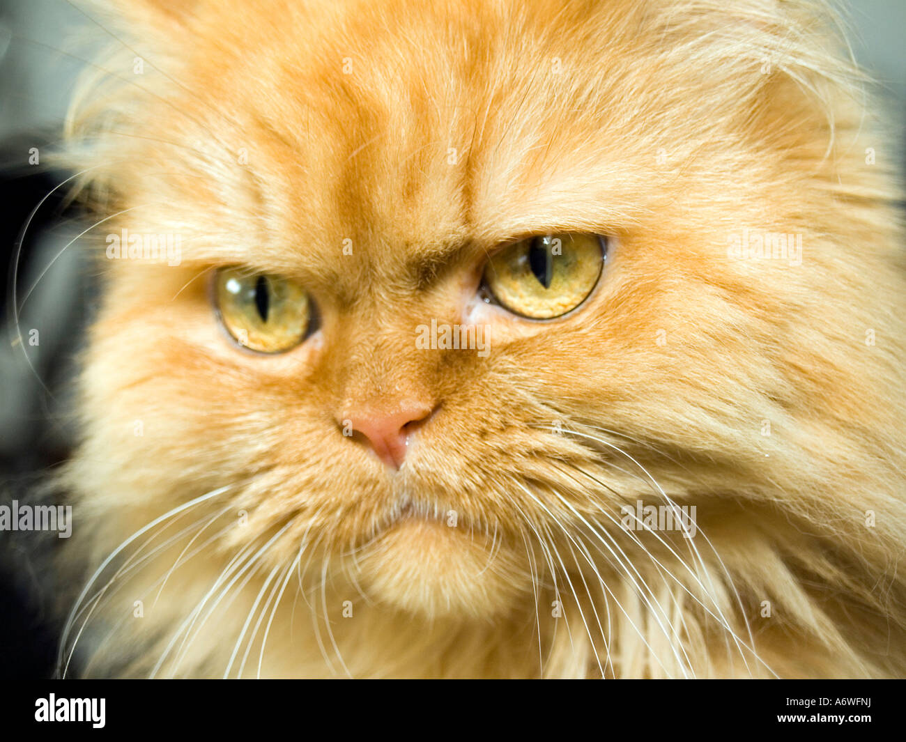 Pr Tete De Chat Persan Avec Yeux Aler Photo Stock Alamy