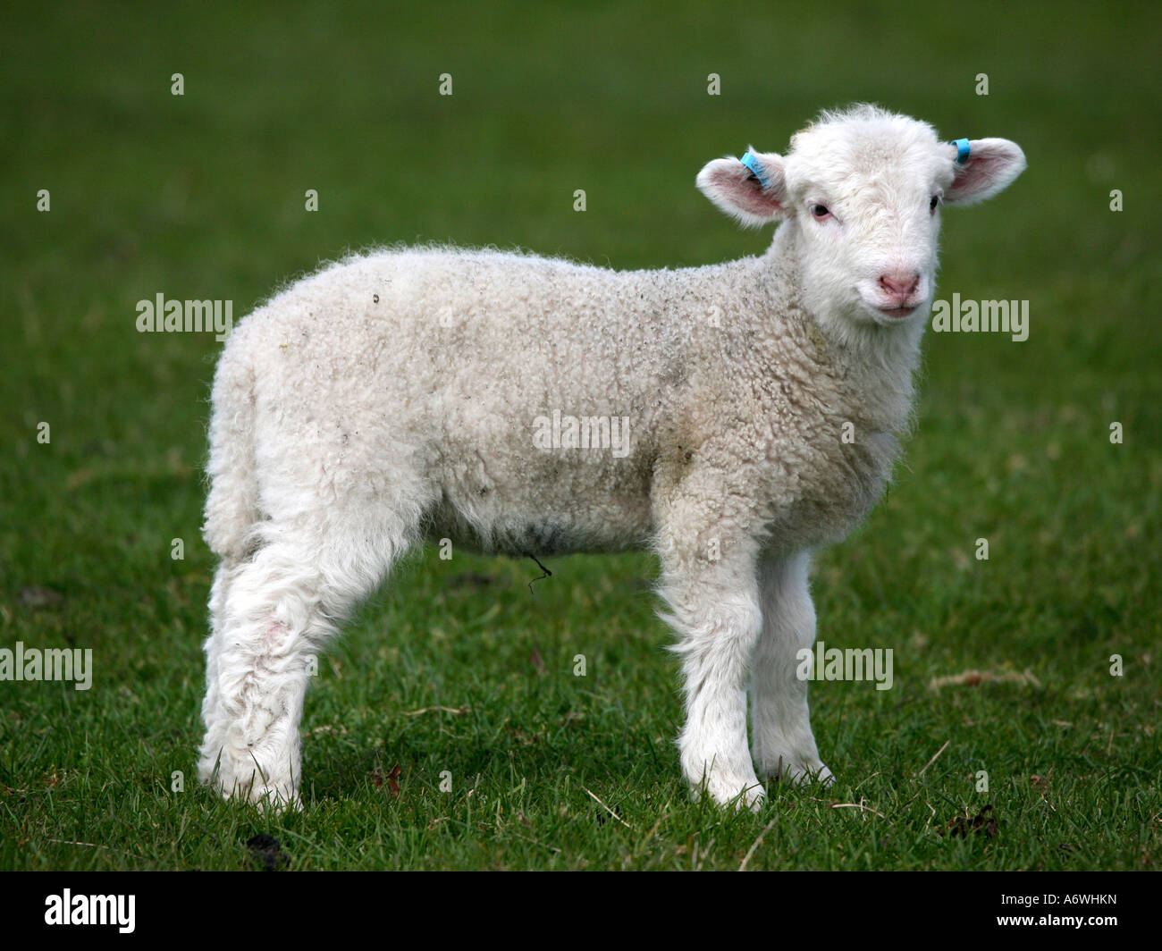 Un petit agneau dans un champ. Banque D'Images