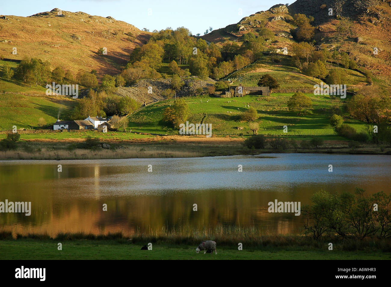 Un beau soir par le Lakeside Cumbria Banque D'Images