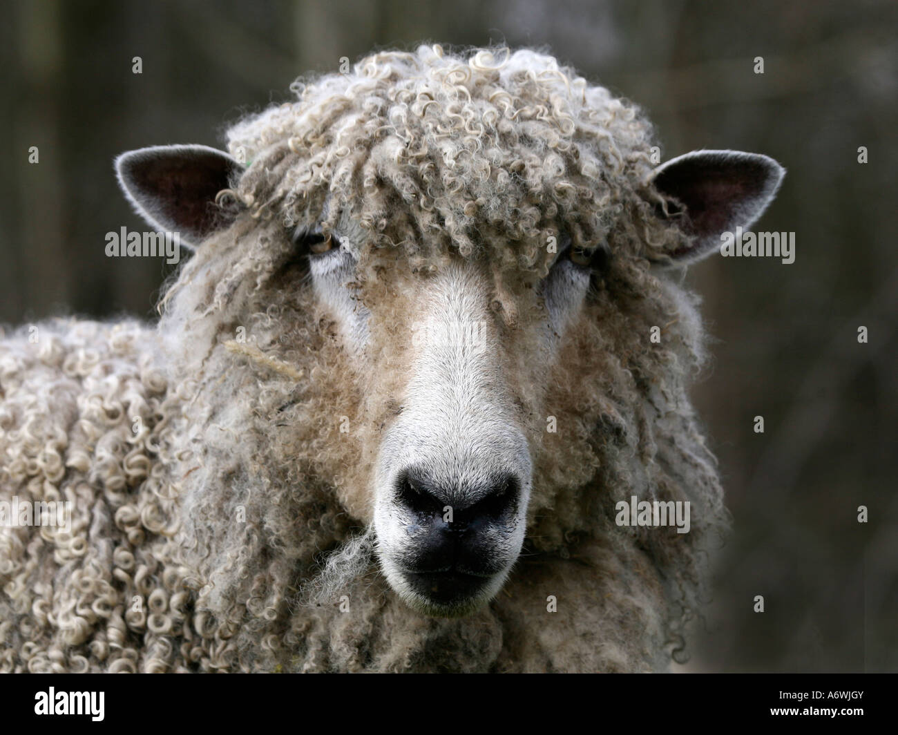 Leicester Longwool mouton blanc. Banque D'Images