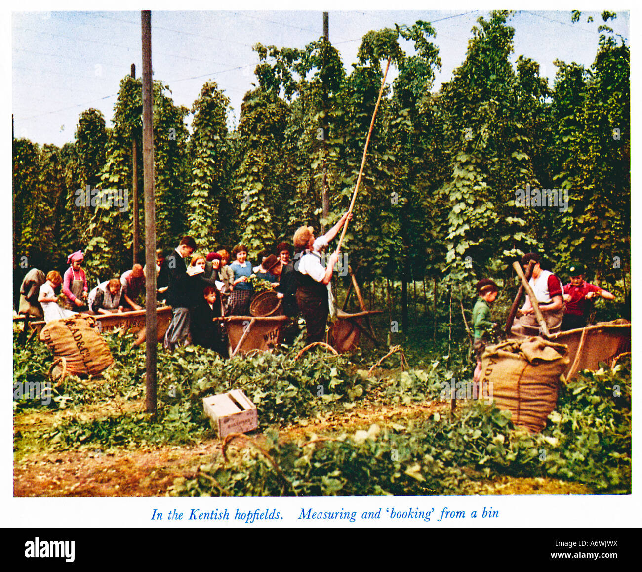 La cueillette du houblon dans le Kent 1930 photo couleur de l'vendangeurs au travail et de mesure à partir d'une réservation bin Banque D'Images