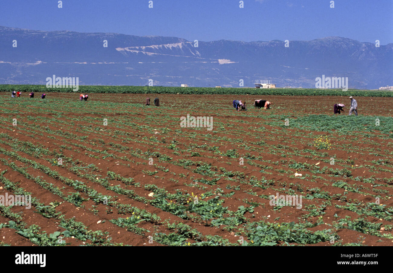 La Syrie, les travailleurs agricoles sur le terrain. Banque D'Images