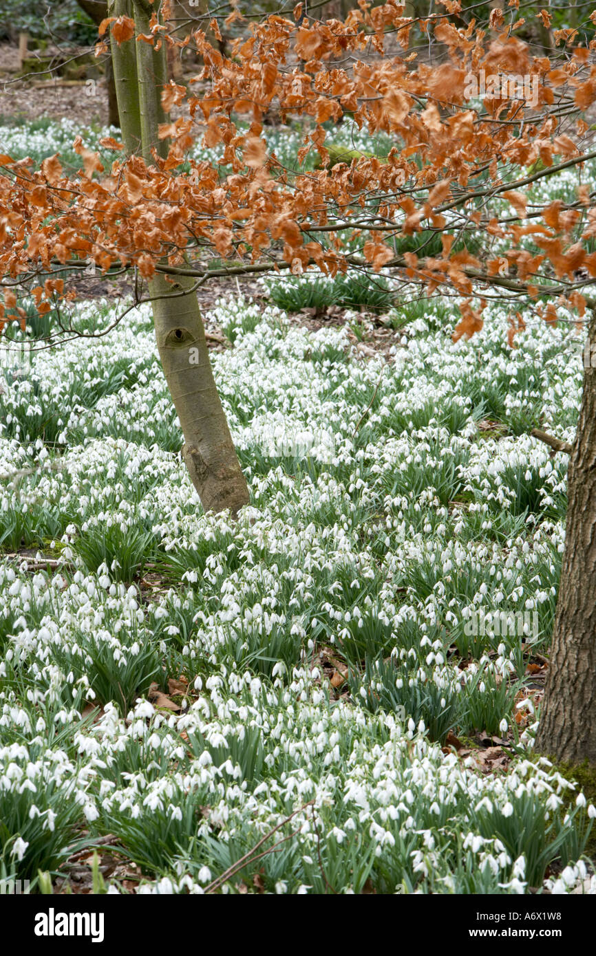 Hall de banque jardin boisé avec de grandes dérives de perce-neige Banque D'Images